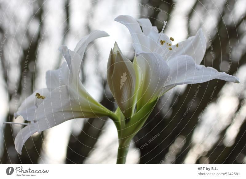 Soon in threes duo Duet two Lily flowers blossoms White flowering twig Purity Nature Garden Summer Season decoration bud