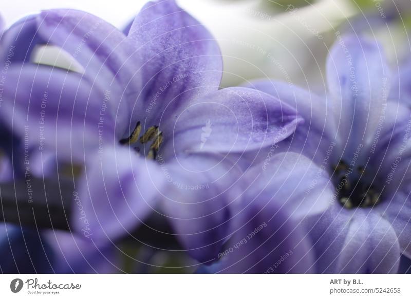 Spring beauty naturally Blossoming pretty Day Close-up Colour photo Exterior shot Plant Garden Flower blossoms Spring flowering plant Season Hyacinthus Blue