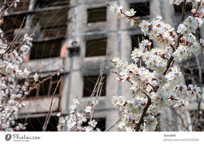 white flowers against the background of destroyed and burnt houses in the city of Ukraine Donetsk Kherson Kyiv Lugansk Mariupol Russia Zaporozhye abandon attack