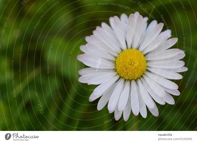 Daisies very large over a blurred lawn Daisy detail Stamp pistils petals Close-up Blossom Flower Delicate macro floral detailed Made to measure