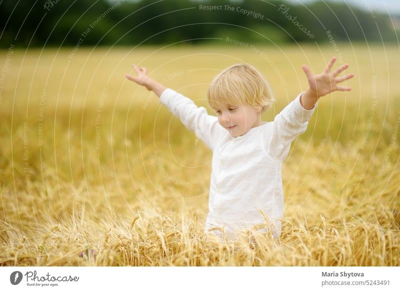 Portrait of cute preschooler boy on gold wheat autumn field. Child wearing white shirt walk in grain-field. child baby blonde freedom fun bread cereal harvest