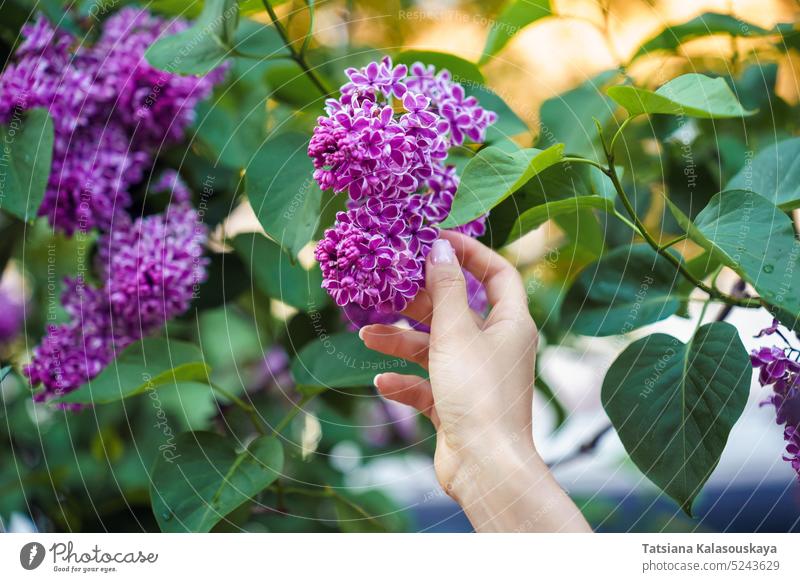 A woman's hand touches a bunch of blooming lilacs syringa vulgaris Sensation flowers flowering bush Blossom Syringa Lilac Sensation Syringa Sensation shrub
