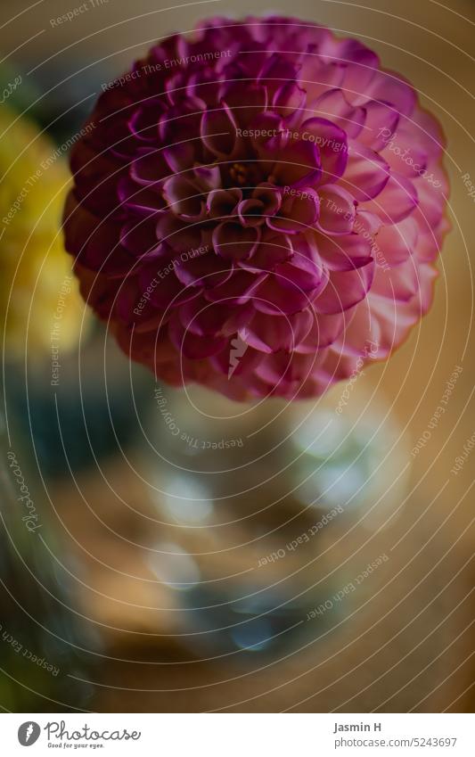 Pink dahlia pink dahlia blossom Pompon dahlia Flower Nature Blossom naturally heyday garden flower Blossoming blurriness flowering flower daylight