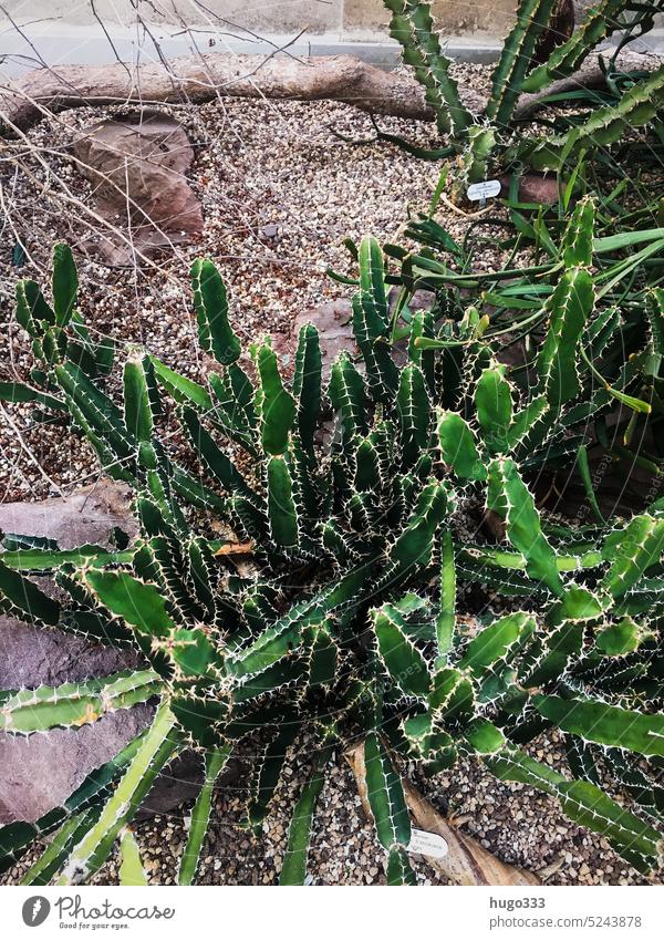 Mountain garden succulents mountain garden Hannover Succulent plants Cactus Plant flora Botany naturally Thorn cacti Tropical Exotic Nature Sharp Garden Growth