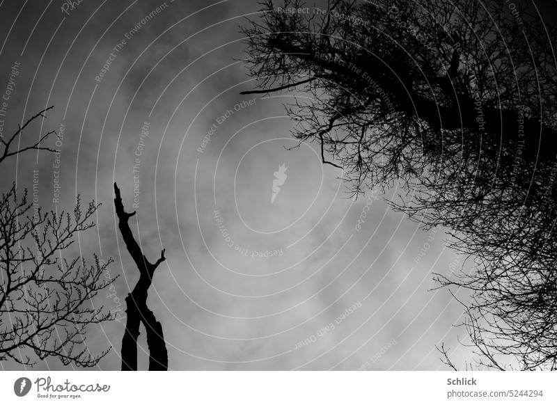 Branches before sky Branchage Sky Various Black & white photo somber Clouds cloudy Exterior shot Worm's-eye view buds dead branch Tree Silhouette silhouette