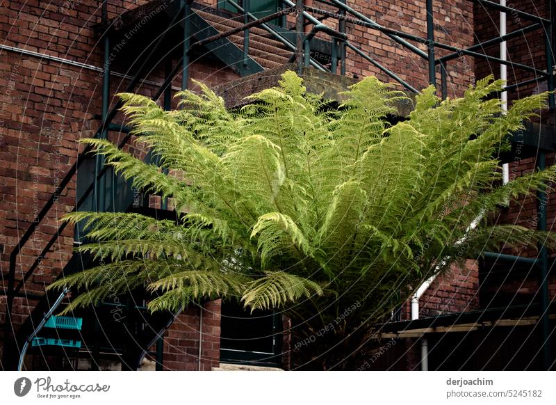 Some green in front of the house entrance. Farnsheets Fern leaf Green Foliage plant Environment Botany Detail Colour photo Plant Nature Exterior shot Leaf