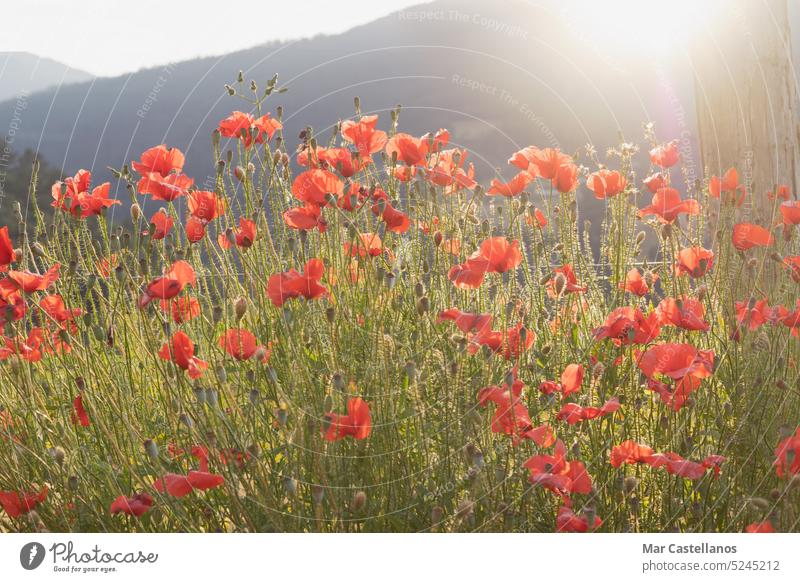 Poppies in a field at sunset in the mountains on a misty, sunny day. - a Royalty  Free Stock Photo from Photocase