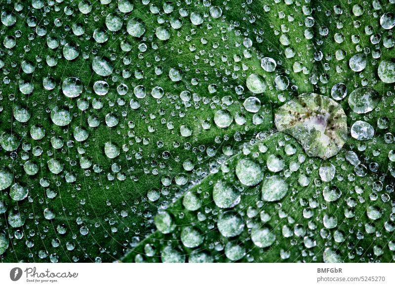 Macro shot of numerous water drops on a dark green leaf Drop Leaf Green Dark green Water Drops of water Macro (Extreme close-up) detailed Rich in contrast