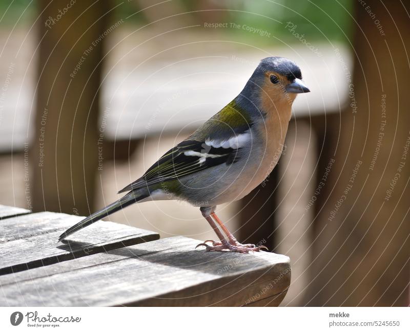 Curious and attentive at the rest area Bird Finch Fringilla coelebs maderensis songbird Finches Animal portrait Nature Looking Plumed Sit Close-up granivore