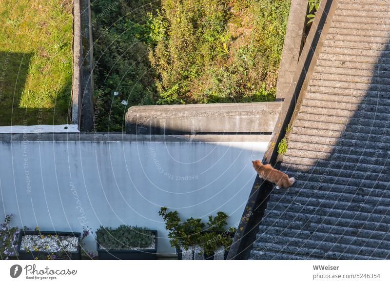 A well-fed red cat walks on a corrugated iron roof and sometimes looks over the edge Roof plan dwell Residential District Apartment Building Garden Cat