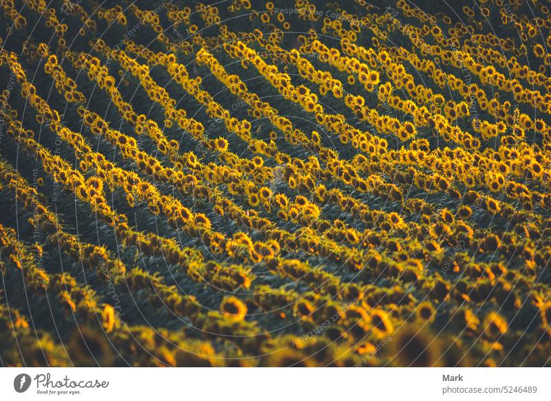 Sunflower field landscape with the Sun. Field of blooming sunflowers on a summer sunset. Sunflower natural background, Sunflower blooming in Hungary. farmfield