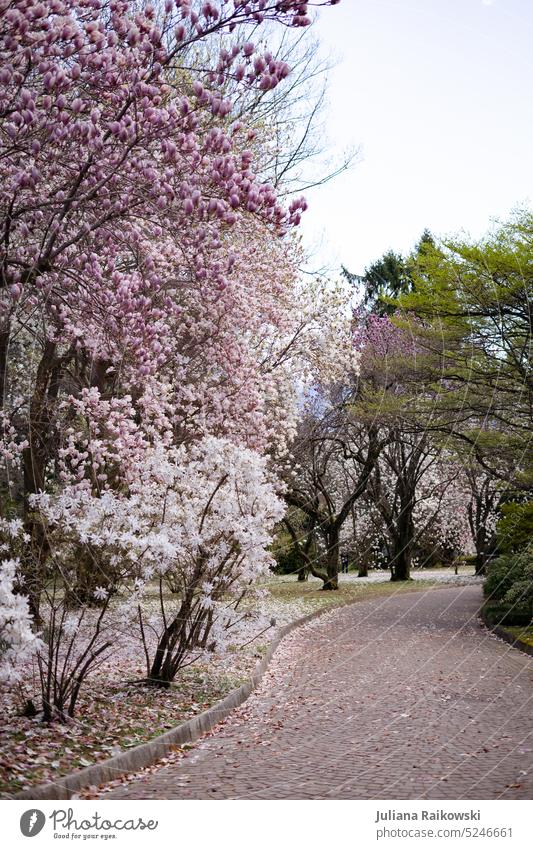 Path through the cherry blossoms sakura Cherry Cherry blossom flowers April Sky seasonal Beauty & Beauty pretty Esthetic flora botanical Exterior shot Plant