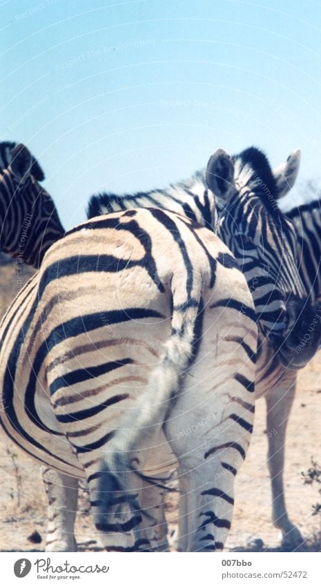 big ass Africa Namibia Zebra Animal Safari