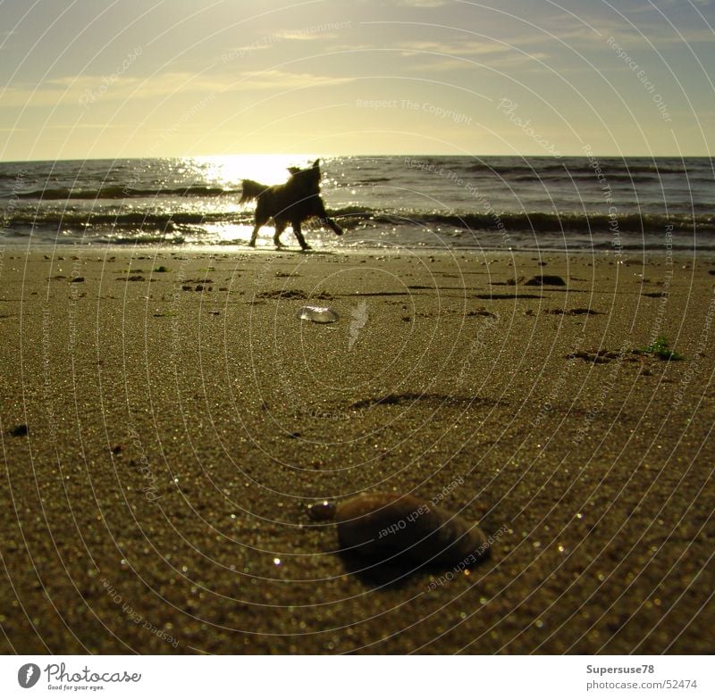 Dog on the beach Beach Ocean Mussel Sunset Playing Lake Netherlands North Sea