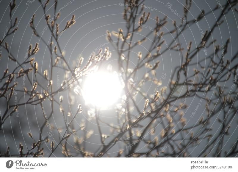 misty sun shines through spring branches Branch Twig twigs Sun Fog foggy Twigs and branches Illuminate Tree Branches and twigs Sky Change Spring Nature