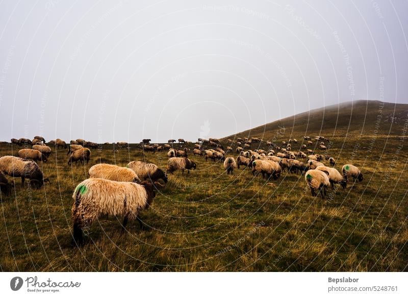 The mixed flock of sheep and goats grazing on meadow along the Camino de Santiago french pyrenees fog mist camino de santiago rance horn pasture animal