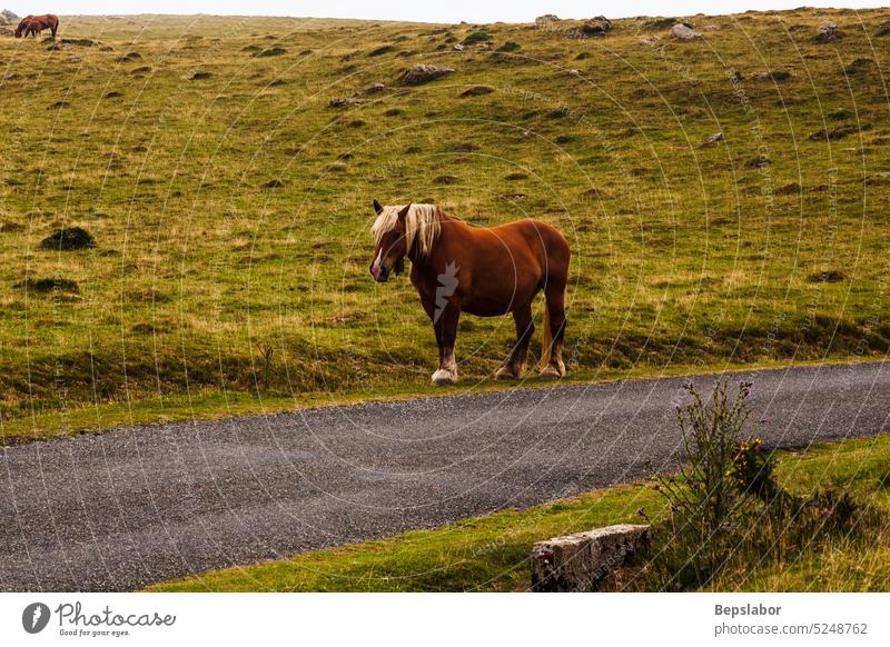 Horse grazing in the French Pyrenees horse nature pasture france mammal meadow scenery animal beauty grass green border equestrian equine freedom horizontal