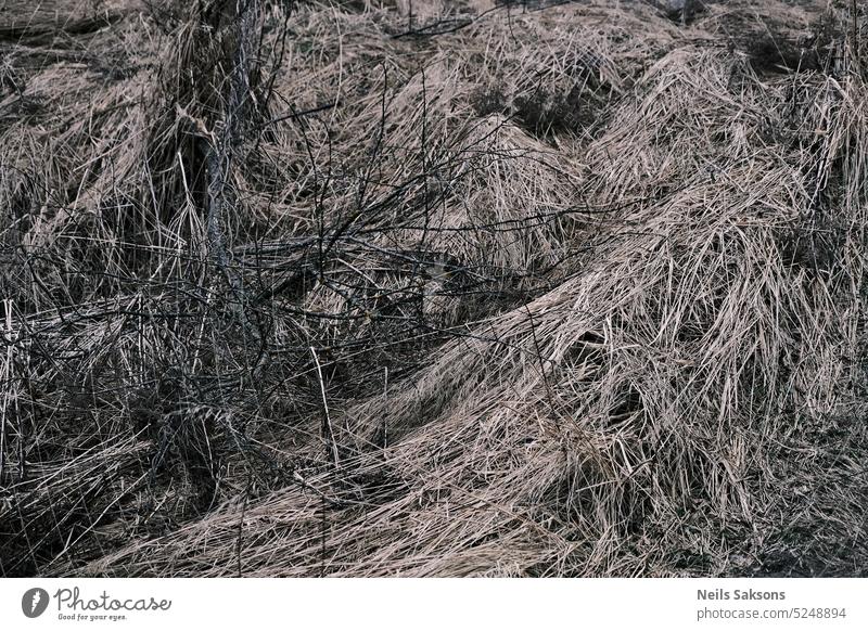 Dry grass in the forest abstract autumn backdrop background black brown closeup color design dry earth environment field garden green grey growth grunge grungy