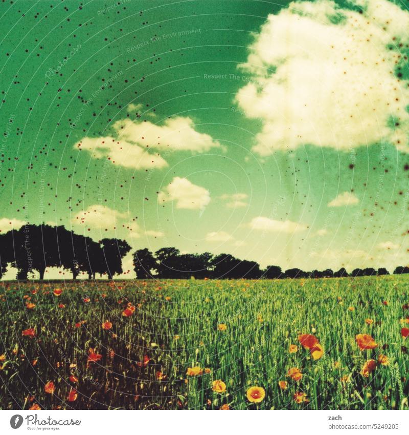 Image Disturbance | Heat Wave Analog Slide Lomography Scan Double exposure analogue photography Experimental Poppy Poppy blossom poppies Blossom Clouds