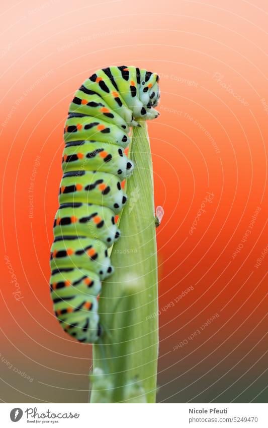 Caterpillar on fennel herb caterpillar eating caterpillar animal insect swallowtail caterpillar Macro (Extreme close-up) Nature Plant Close-up Colour photo