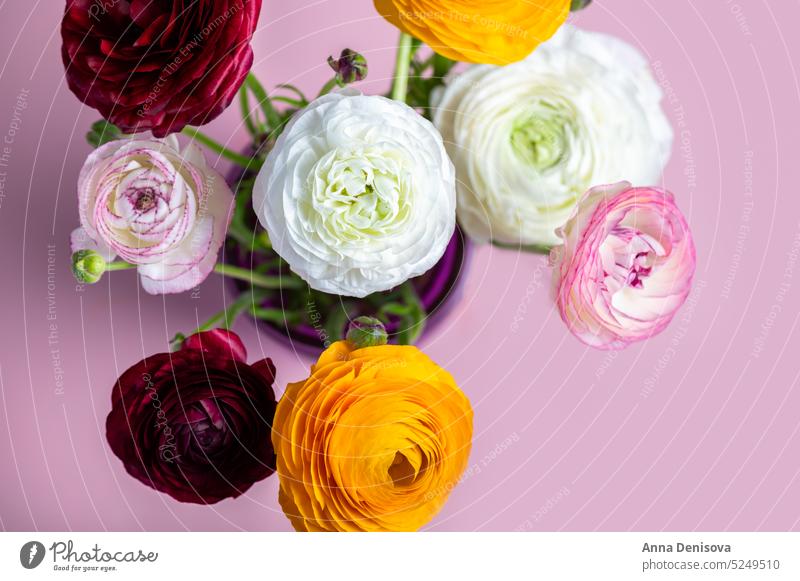 Floral arrangments of tender ranunculus flowers bouquet trendy bunch buttercup bunch of flowers bloom wallpaper card postcard flat lay bunch of ranunculus