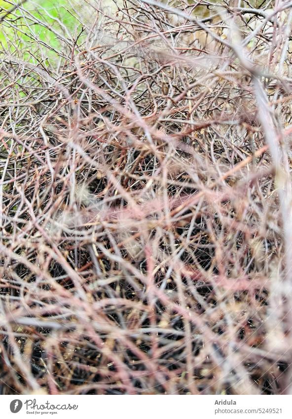 Impenetrable hedge Hedge twigs undergrowth Brown Spring Meadow Green tight Grown Exterior shot Twigs and branches Grass shrub Nature Plant
