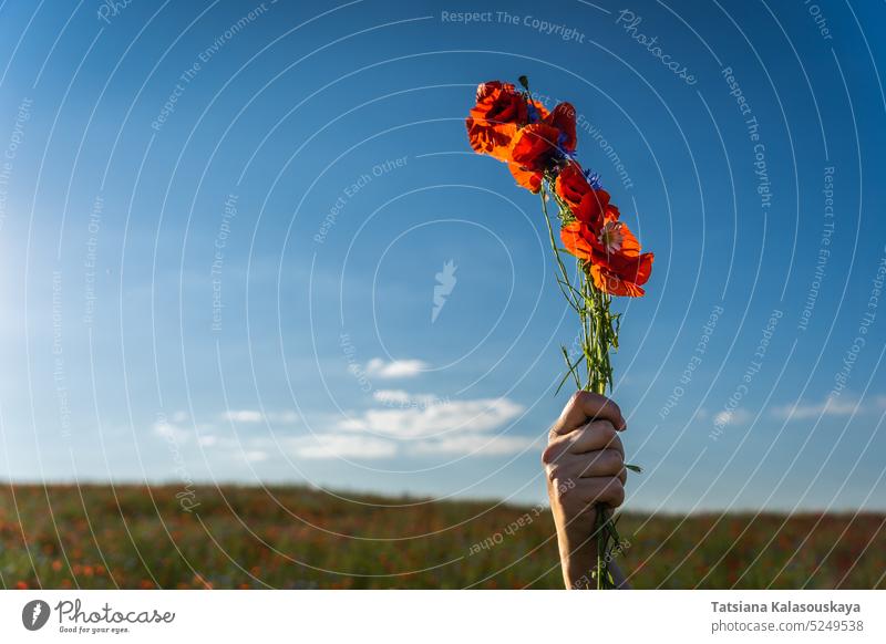 A woman's hand holds a woven bundle of red field poppies in a field against a blue sky poppy Papaver flowers flowering blooming Blossom petal