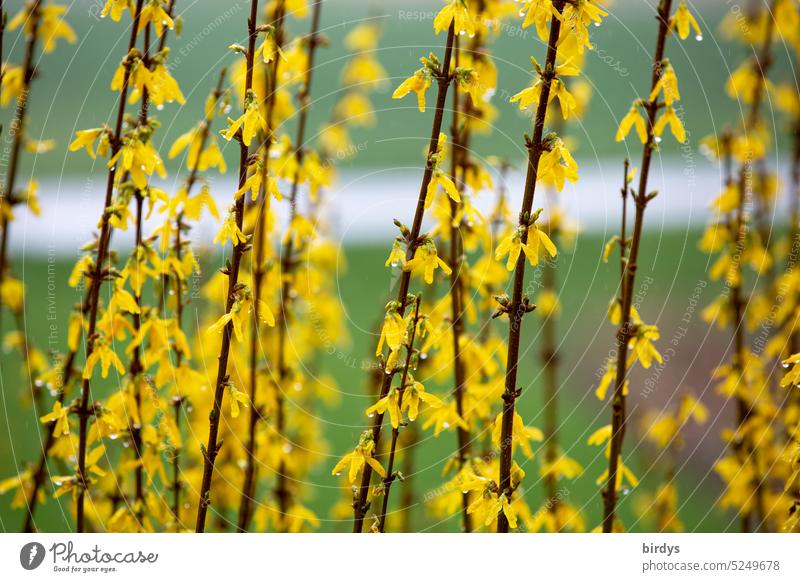 Forsythia, flowering forsythia. Close up full size blossoms Yellow Blossoming shrub Drops of water delicate blossoms Shallow depth of field