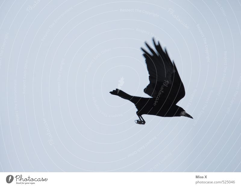 approach Sky Cloudless sky Animal Wild animal Bird 1 Blue Black Timidity Flying Crow Carrion crow Raven birds Flee Colour photo Exterior shot Deserted