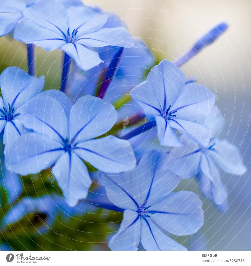 Light blue bloom of a flower on a Cape plumbago shrub Blue Flower Blossom splendid wonderful beautifully Beauty & Beauty Environment Nature naturally Botany
