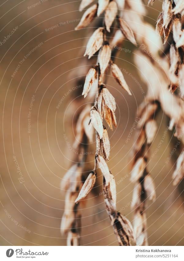 Wheat field. Ears of golden wheat close up. Beautiful Nature Landscape. Rural Scenery. Background of ripening ears of meadow. Rich harvest Concept concept