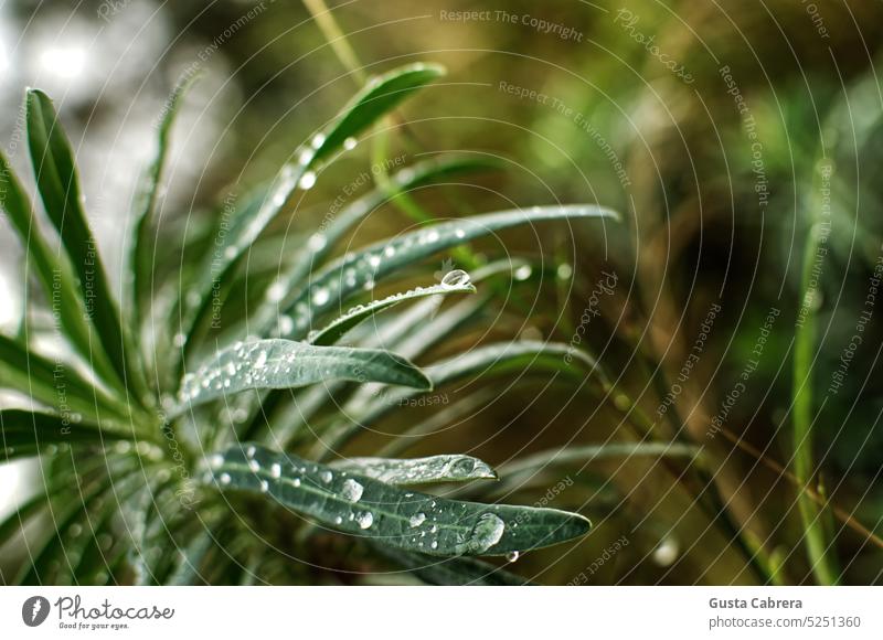 Wild plant with raindrops. Plant Drops of water Reflection Exterior shot Dew Colour photo Wet Detail Foliage plant Leaf green Green Water Close-up Nature Rain