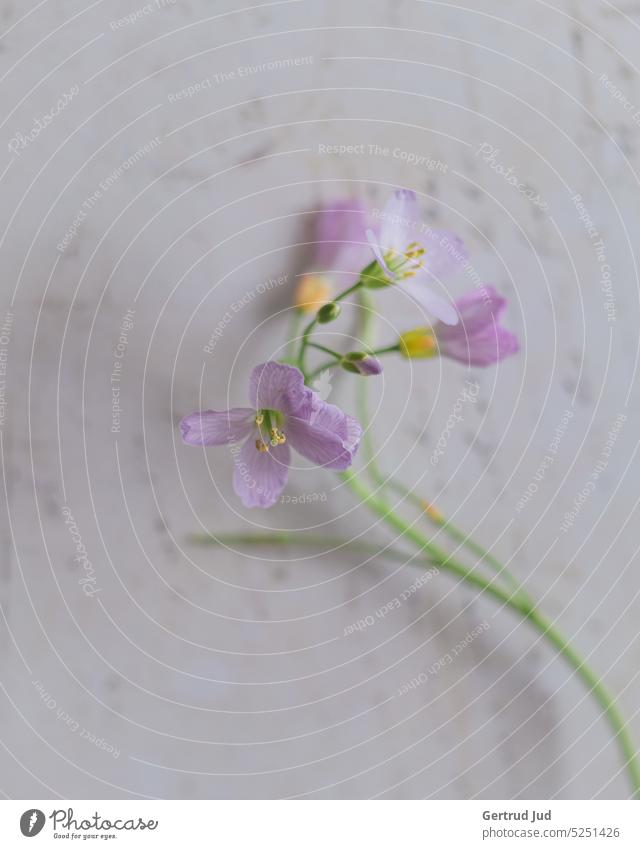 Still life with meadow flowers Flower Flowers and plants Blossom lady's smock purple purple pink Purple Flower little flowers Paper Romance romantic