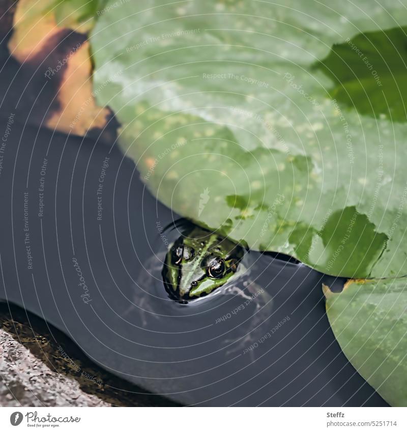 Frog Hiding in a Pond with Just His Eyes Looking Out of Muddy Water and Air  Bubbles Surrounding Him Stock Image - Image of ecosystem, environment:  278068795
