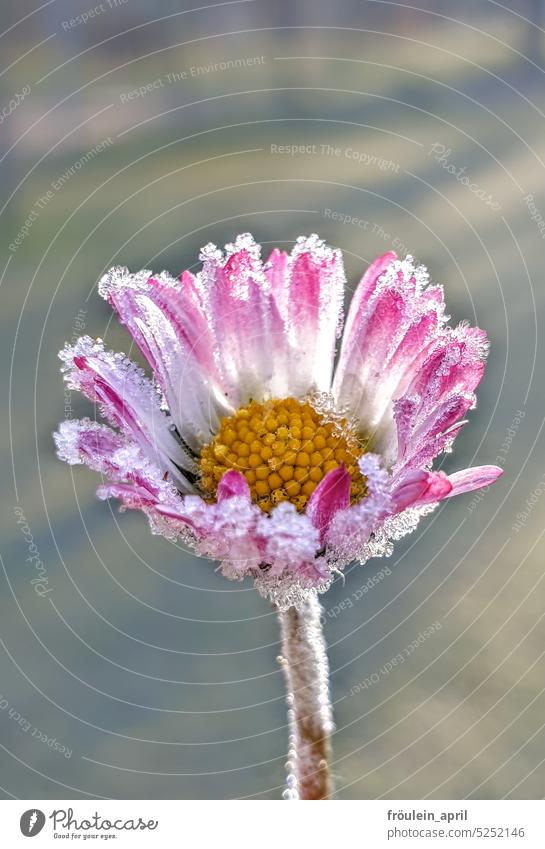 Jack Frost kisses Miss Daisy | pink and white daisy with frost crystals Spring Blossom Close-up Flower Nature Plant Pink chill Delicate delicate blossoms