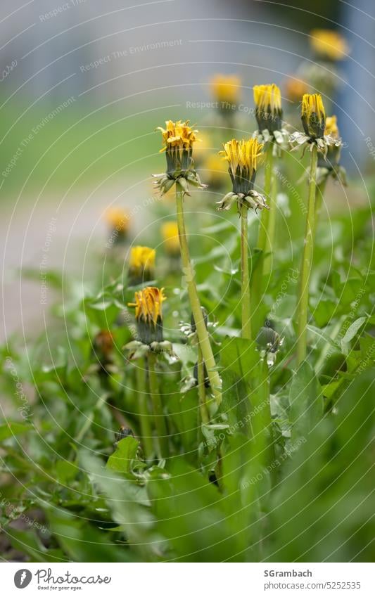 Dandelion by the wayside Flower common dandelion Nature Plant Summer Exterior shot Domestic Wild plant Colour photo Environment Deserted Close-up