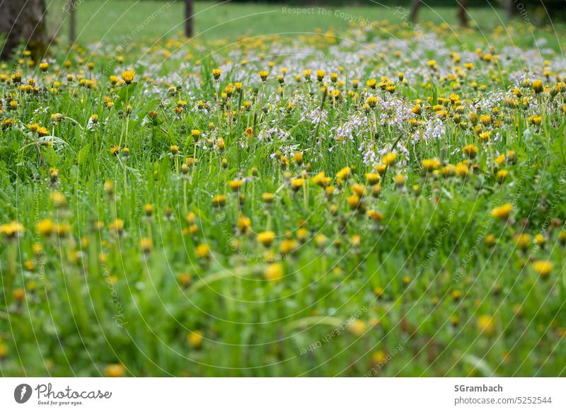 Flower meadow, natural meadow with dandelion in the rain Meadow flower Nature Dandelion meadow flowers dandelion blossom Spring Blossom Plant Grass heyday