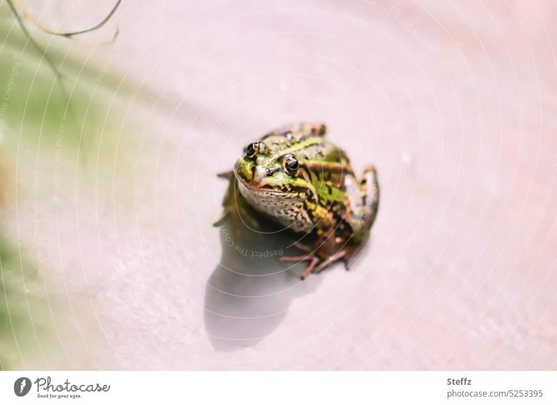 at the garden pond, a frog kissing