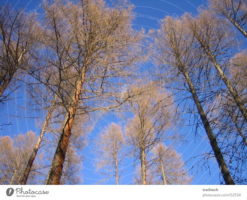 Winter Forest Light Tree Leaf Fir tree Sun Branch Sky