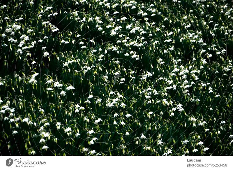 A sea of daffodils Narcissus flowers sea of flowers Spring Spring fever Spring flower Many countless a lot Spring flowering plant Garden Nature Blossom