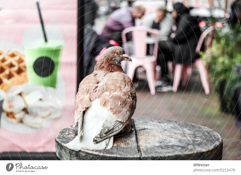 The tired and hungry pigeon found a good place to watch in an ice cream parlor Pigeon Town Bird Grand piano Flying feathers plumage Beak portrait Head Sit Café
