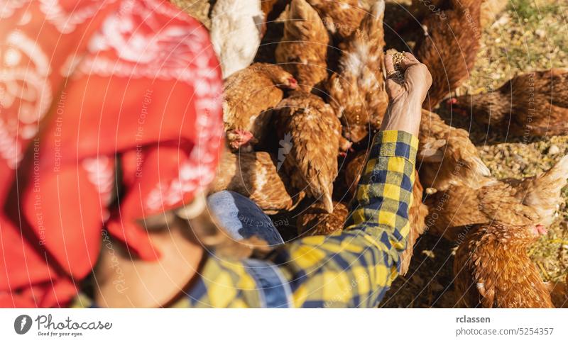 Farmer woman hold food for feeding chicken in farm. local animals farm agriculture farmland concept image outside production guard corn farming work person