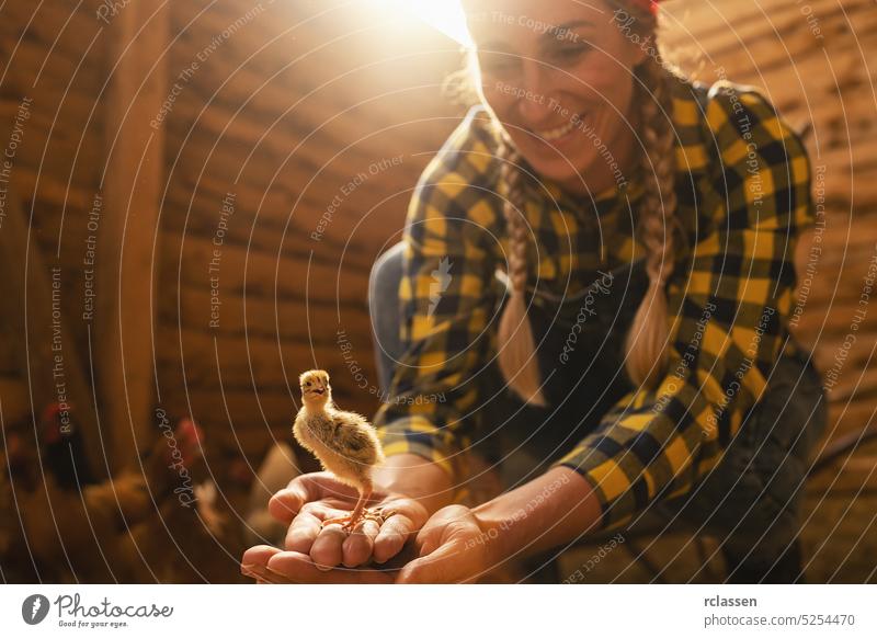 Proud chicken farmer woman showing a newborn chicken in her hands in a henhouse production holding young child baby farming work person countrywoman easter egg