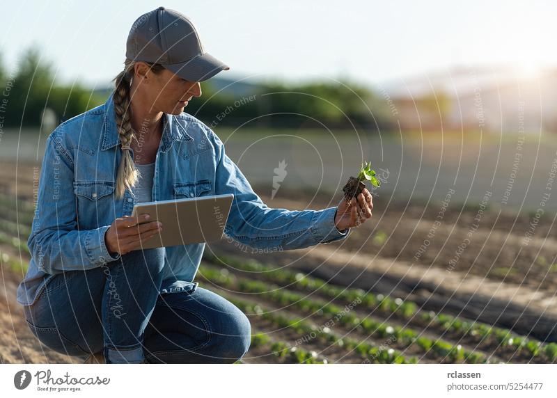 Farmer working with tablet on a fresh cabbage field and holding seedling. agronomist with tablet studying young seedling of cabbage in the field. gardening and homegrown food concept image.