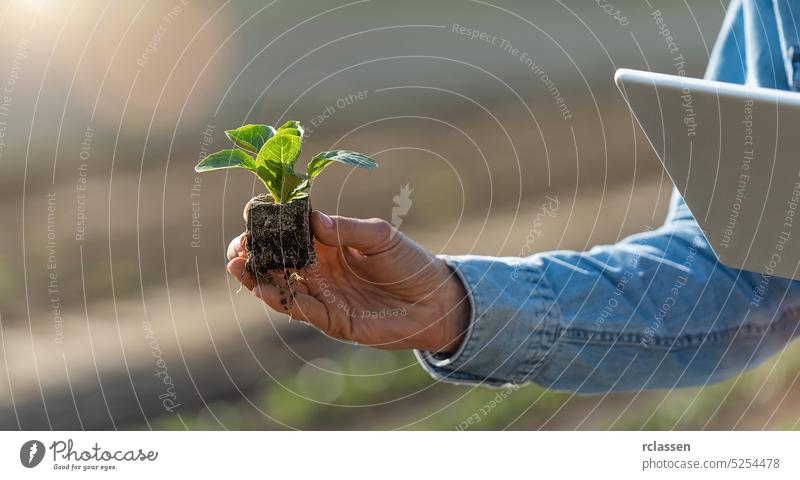 Woman gardener holding cabbage seedling with roots and tablet in hands. Plant and examine cabbage seed. Organic farming, gardening and homegrown food concept image.
