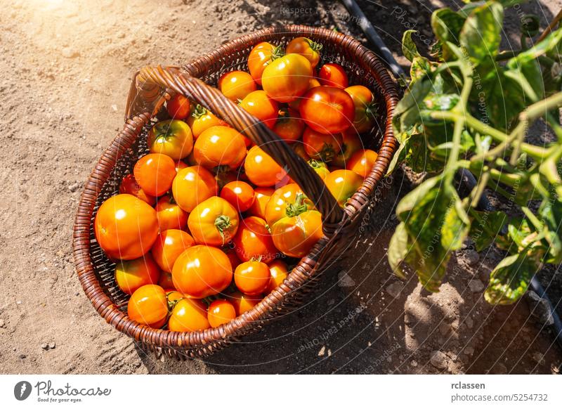 tomatoes in a baskets at the greenhouse. Harvesting tomatoes in a greenhouse. Healthy food production concept image meat tomato garden harvest yellow farm