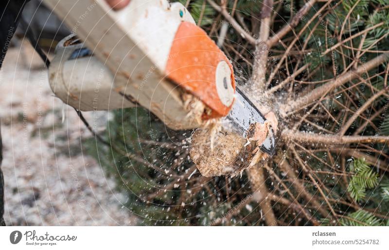 man shapes a freshly chosen fir tree or Christmas tree with a chainsaw on a christmas market cut rain pants tradition gloves traditional xmas bokeh woman family