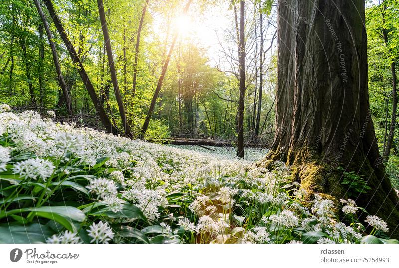 wild garlic field in a beech forest fresh outdoor trees allium ursinum aromatic background bear's garlic bears garlic bio bloom blooming blossom blossoming