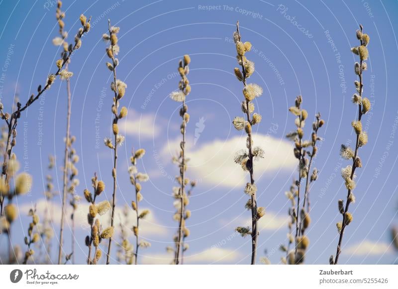 Willow catkins stretch into blue sky with single white clouds Catkin Spring Easter Sky Blue Clouds cheerful sunny Nature Plant Blossom Twig Joy