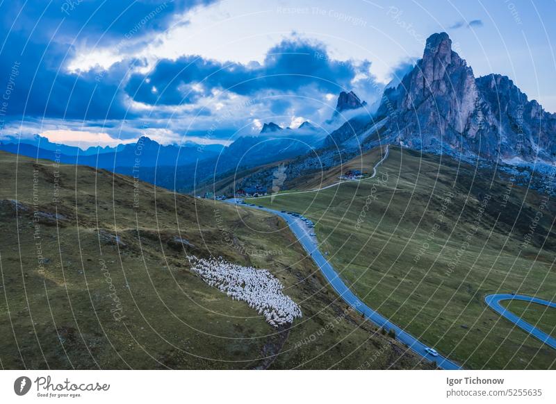 Aerial view sheep flock grazing on Passo Giau. One of most popular travel destination in Dolomites, Italy dolomites stone pass giau italy passo alpine high rock